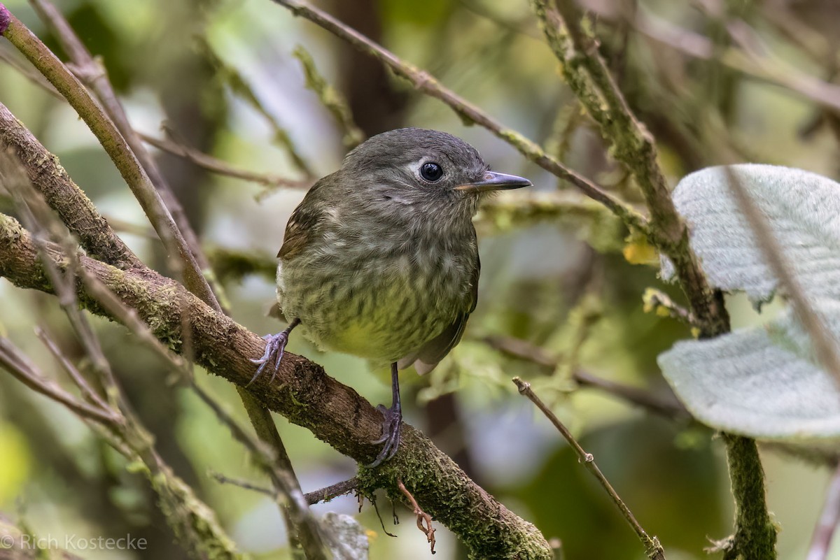 Streak-necked Flycatcher - Rich Kostecke