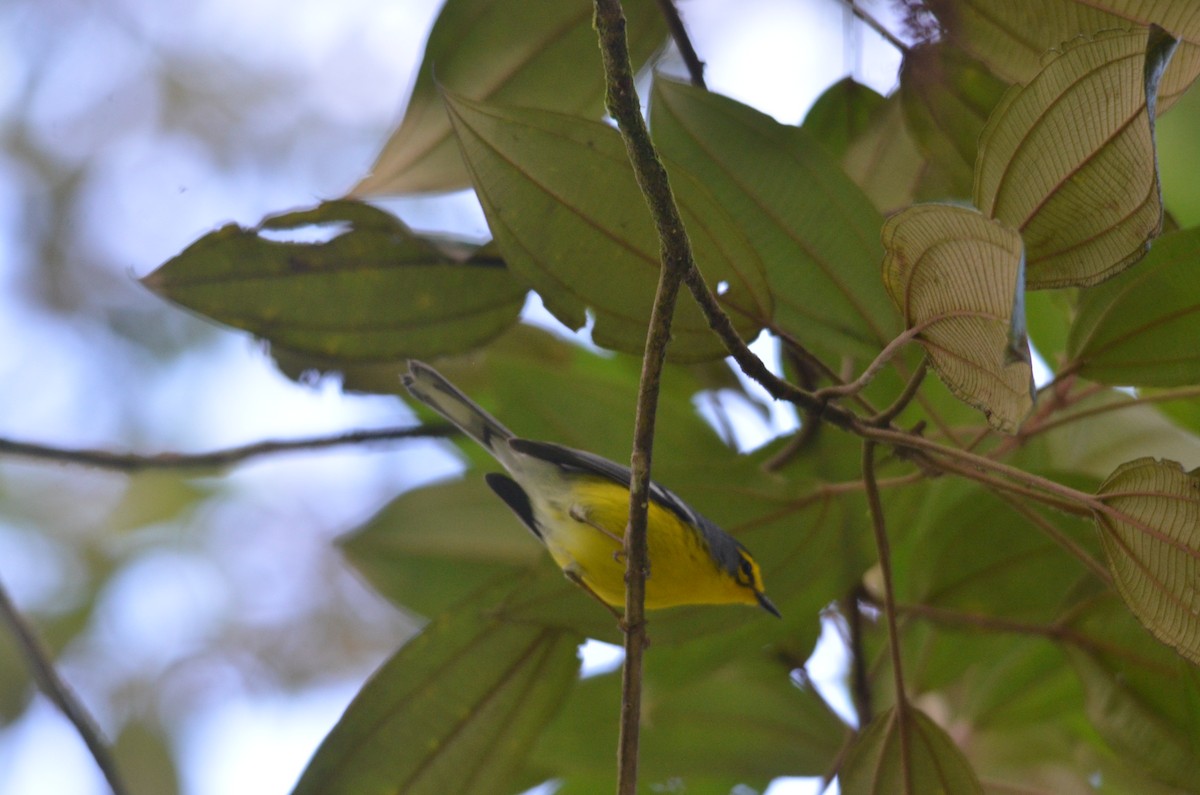 St. Lucia Warbler - Kevin Empey