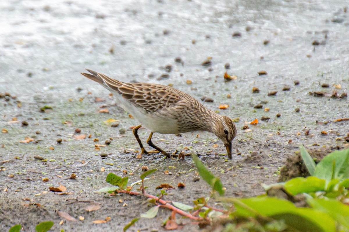 Pectoral Sandpiper - ML615936781