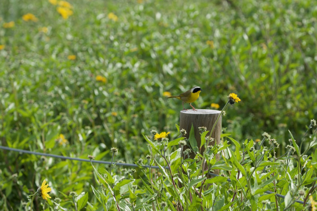 Common Yellowthroat - Deanna McLaughlin