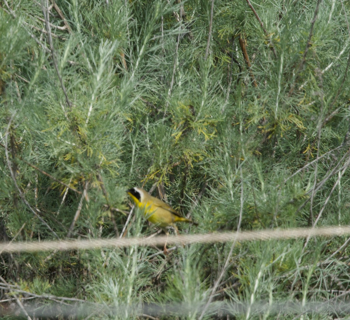 Common Yellowthroat - ML615936831