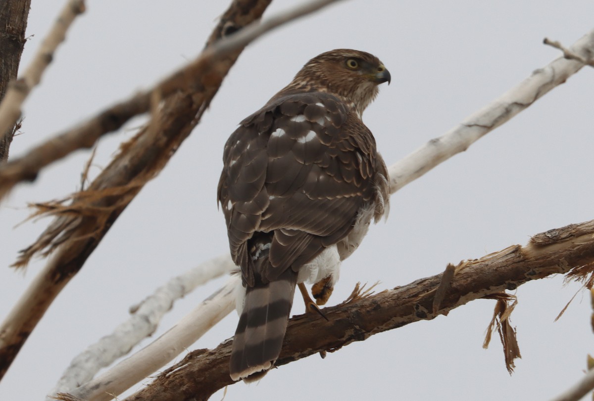 Cooper's Hawk - ML615936844
