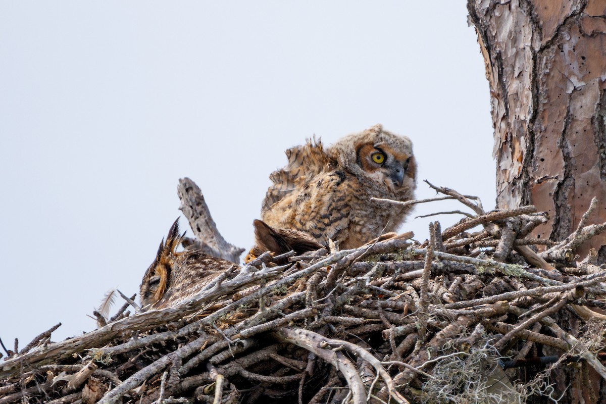 Great Horned Owl - ML615936860
