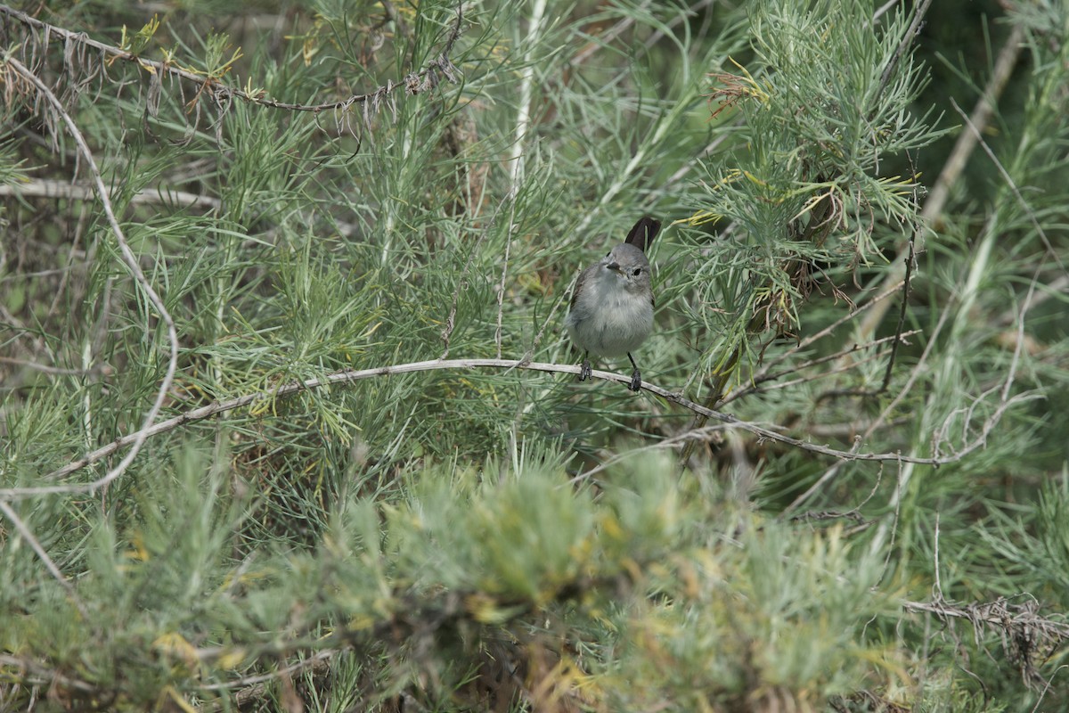 California Gnatcatcher - Deanna McLaughlin