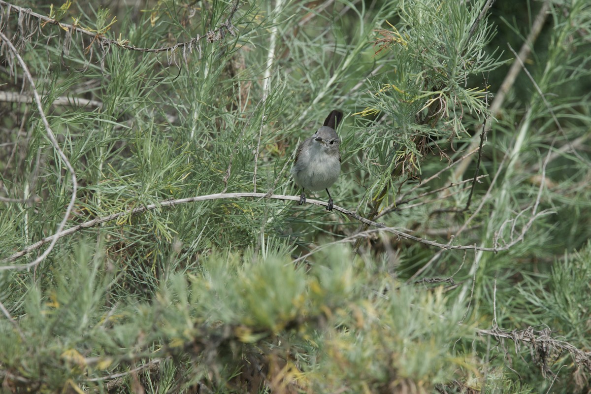 California Gnatcatcher - Deanna McLaughlin