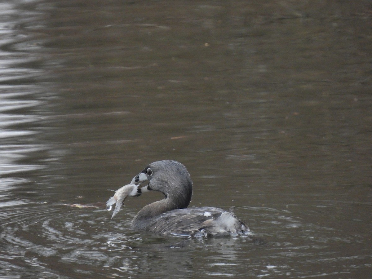 Pied-billed Grebe - ML615936892