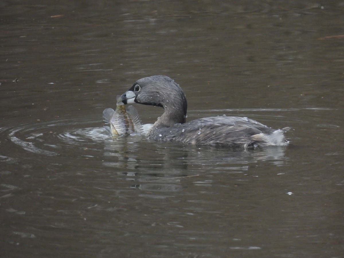 Pied-billed Grebe - ML615936894