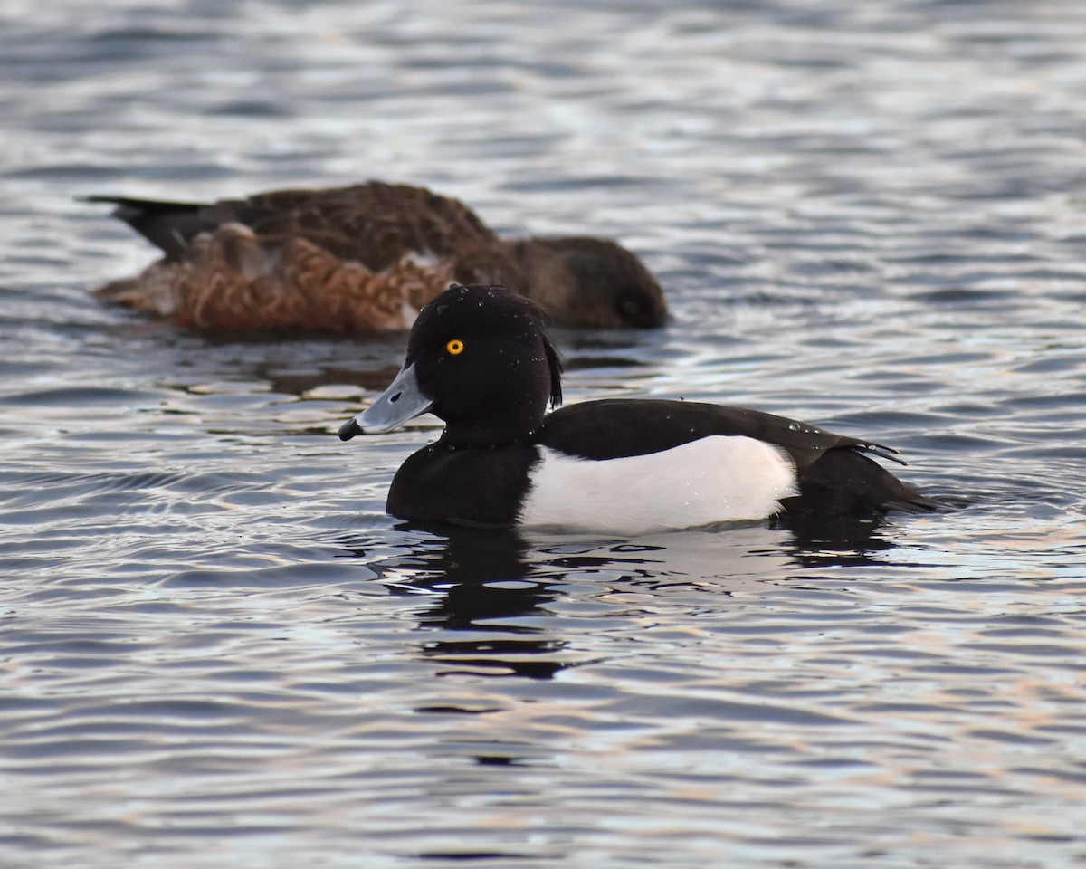 鳳頭潛鴨 - ML615936903