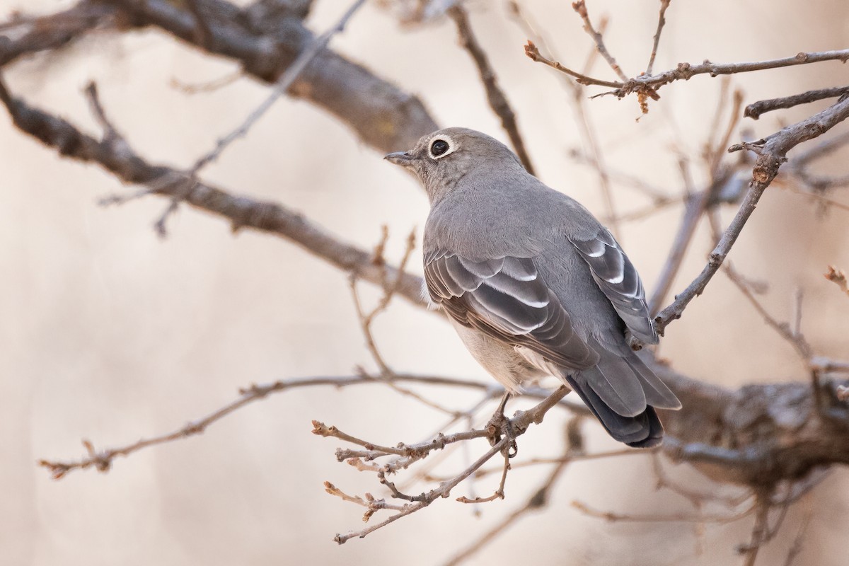 Townsend's Solitaire - Linda Cunico