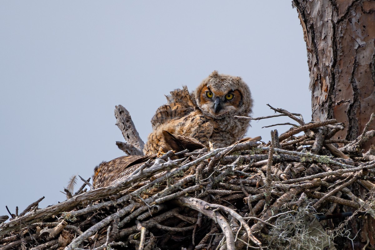 Great Horned Owl - ML615936944