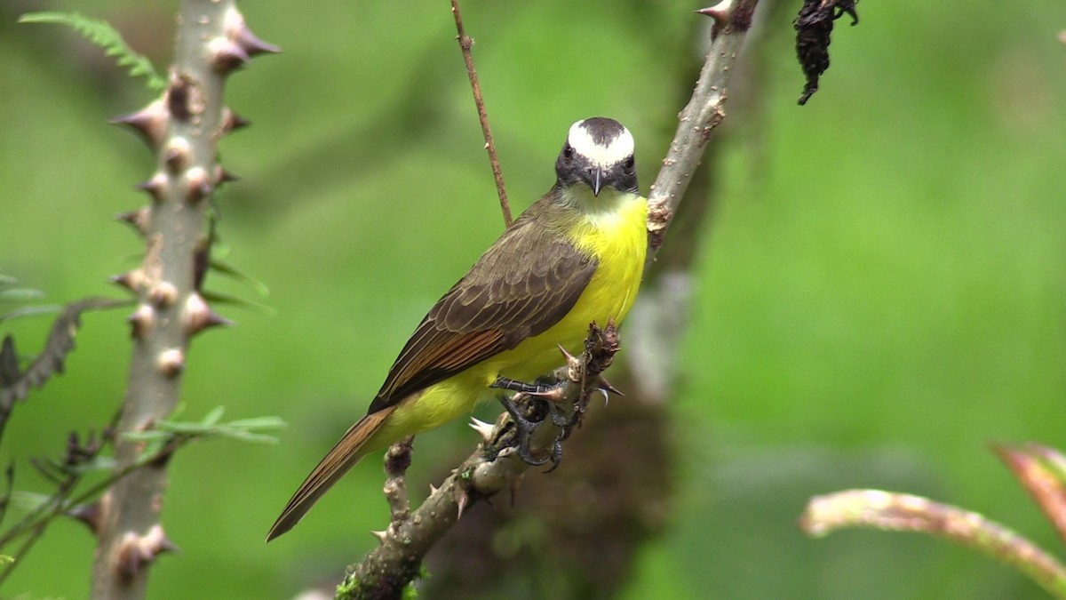Rusty-margined Flycatcher - ML615936953