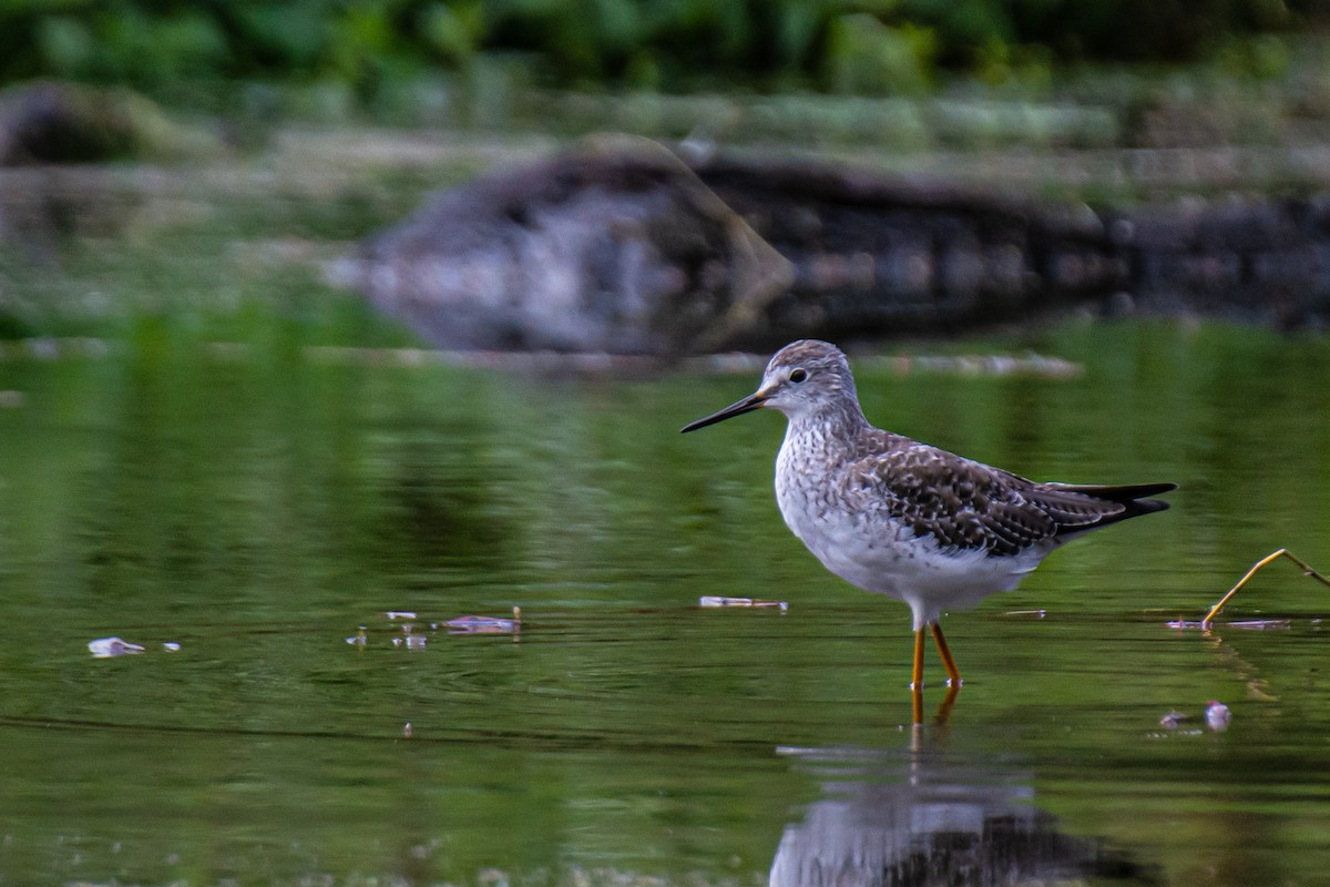 Lesser Yellowlegs - ML615936962