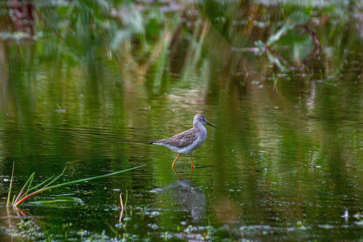 Lesser Yellowlegs - Danae Garrido Hollstein