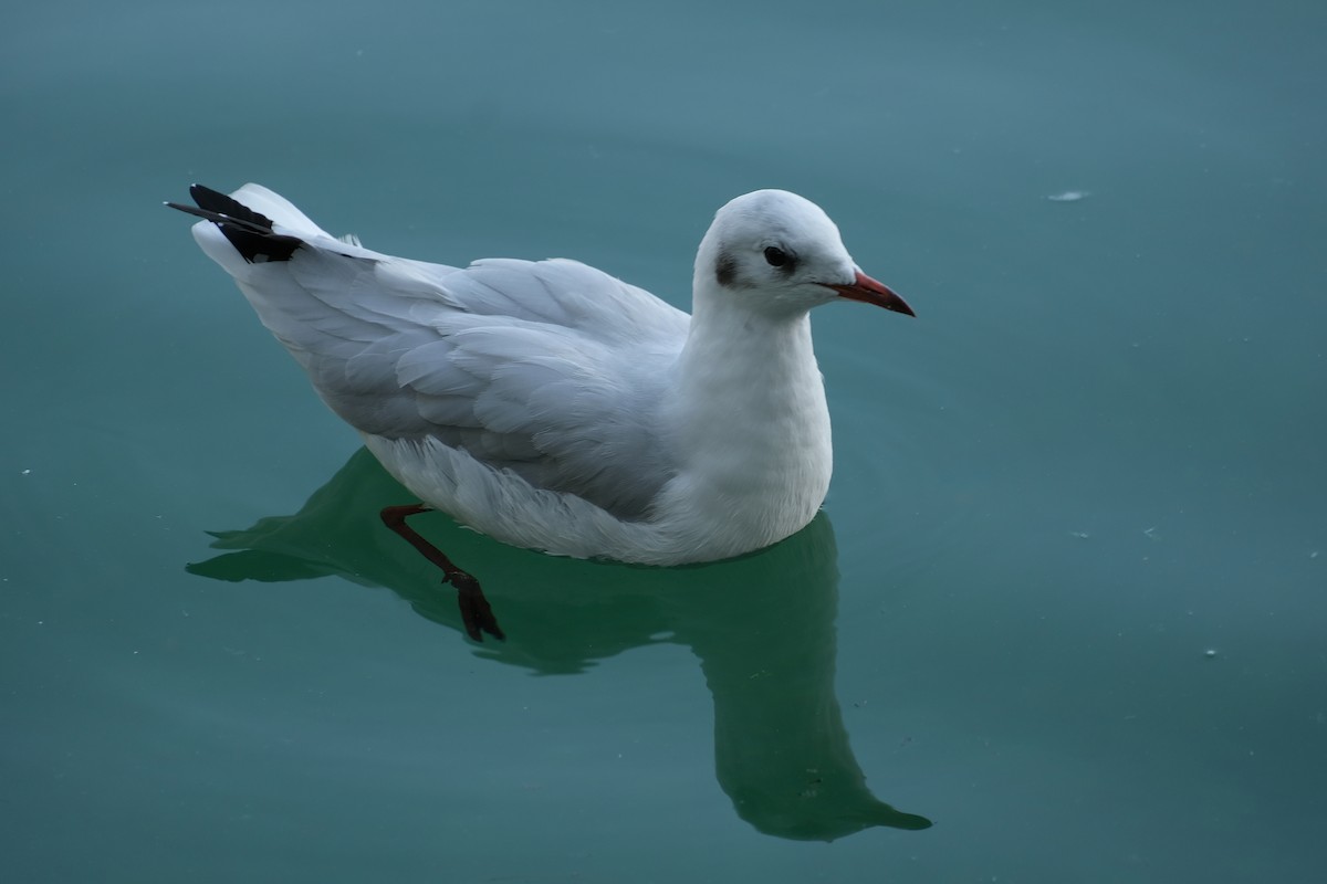 Mouette rieuse - ML615937006