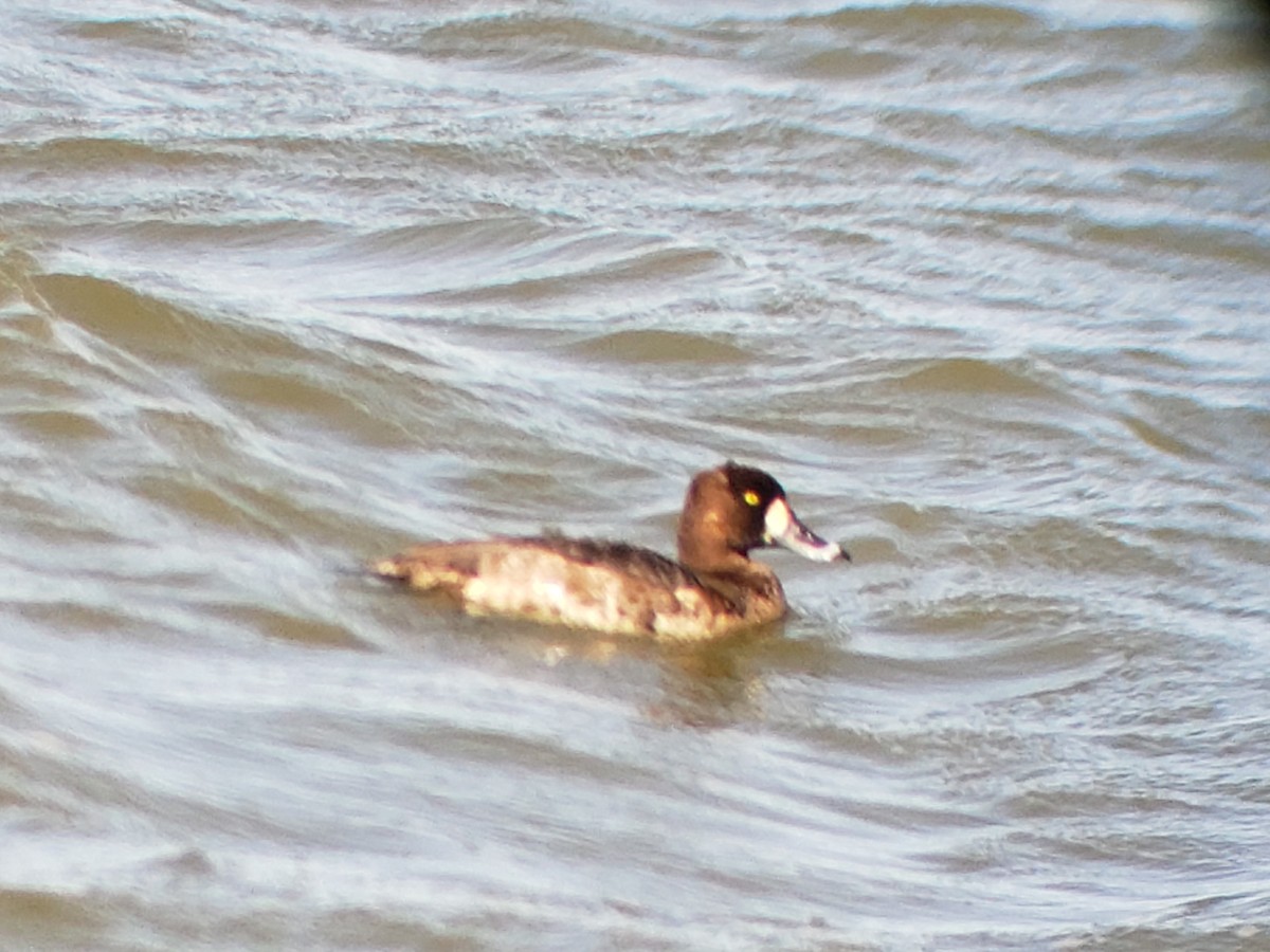 Lesser Scaup - ML615937022