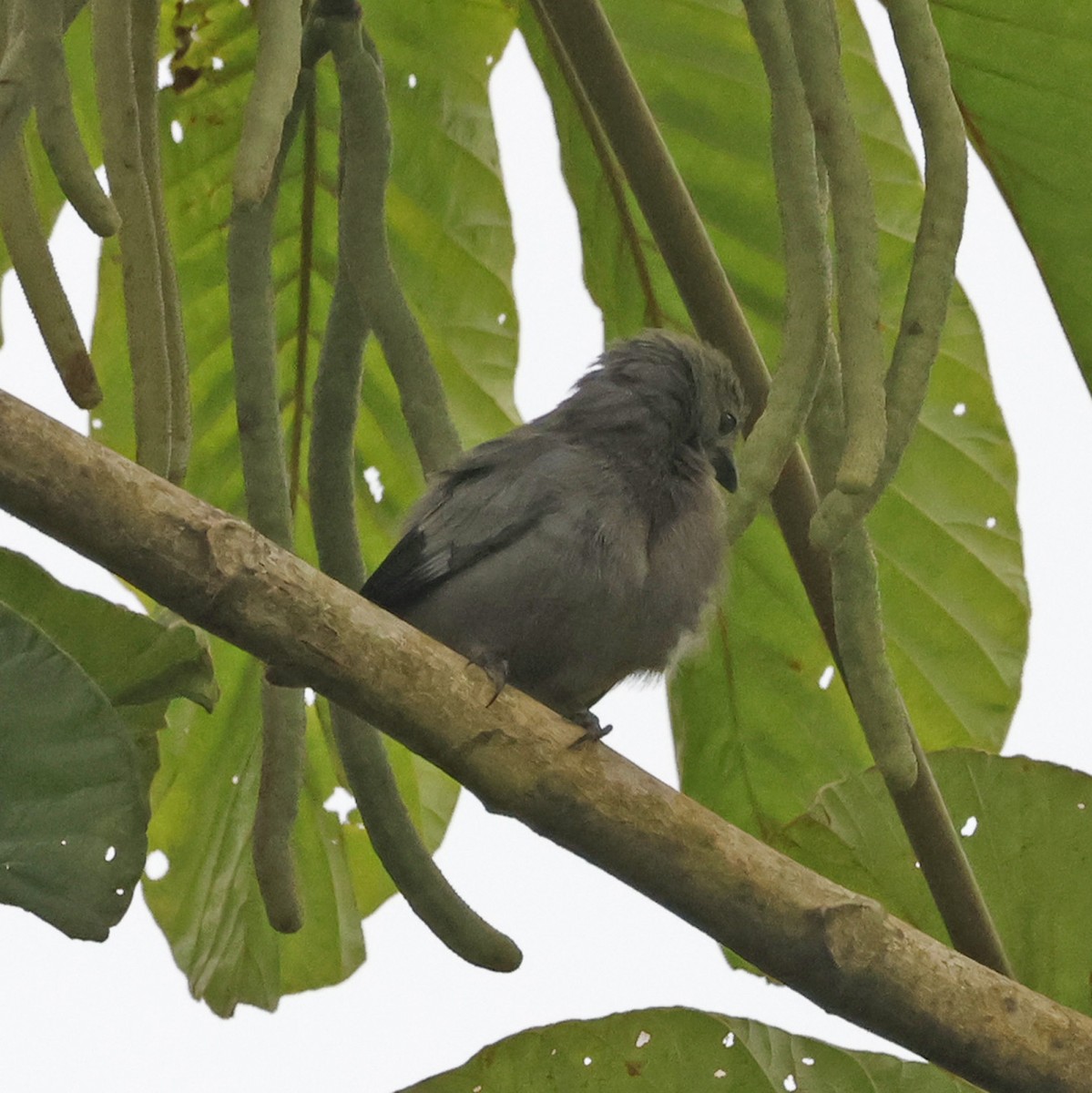 Palm Tanager - Joe Grzybowski