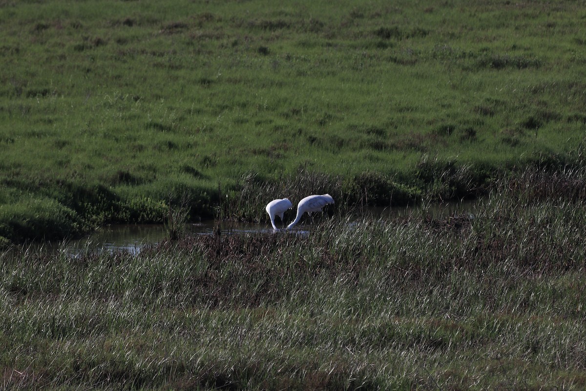 Whooping Crane - Hamoud Z.