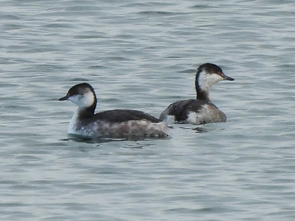 Horned Grebe - ML615937091