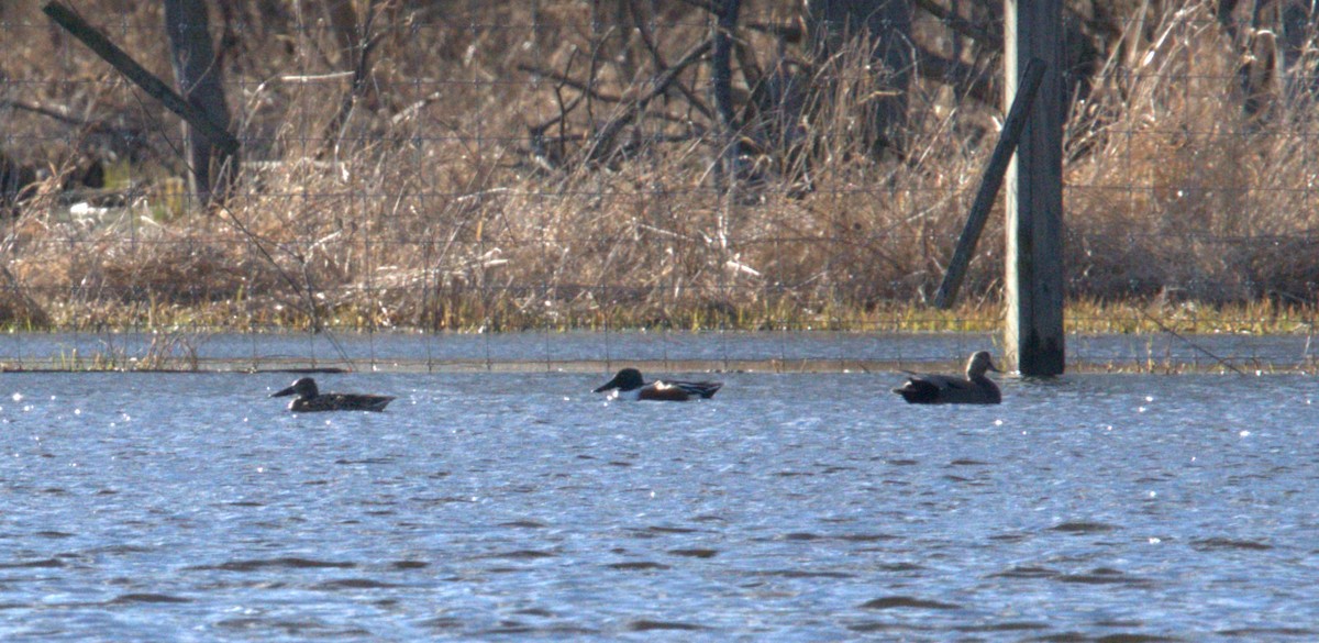 Northern Shoveler - ML615937094