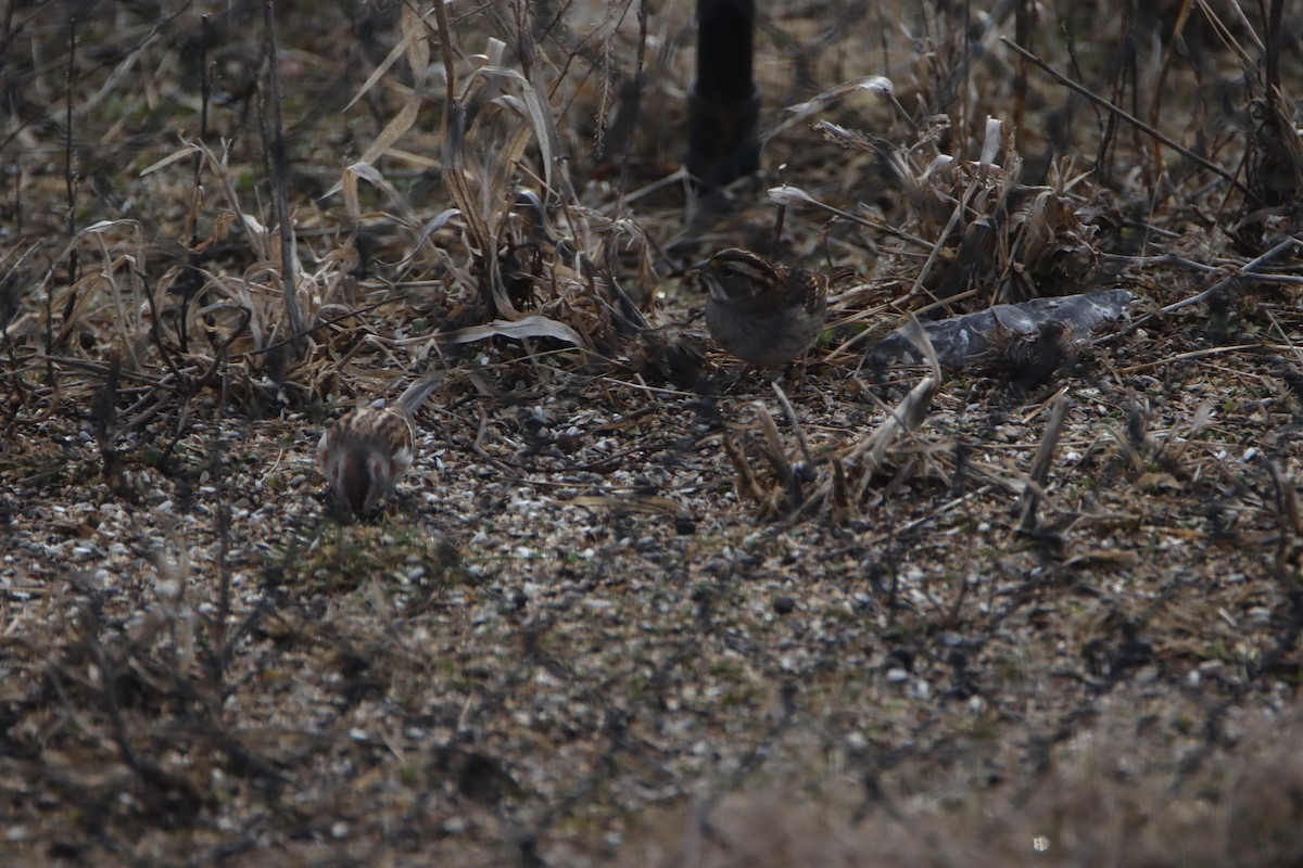 White-throated Sparrow - ML615937095