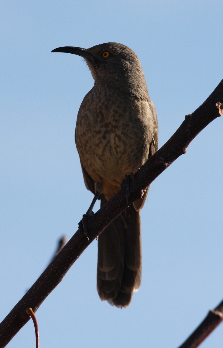 Curve-billed Thrasher (palmeri Group) - ML615937104