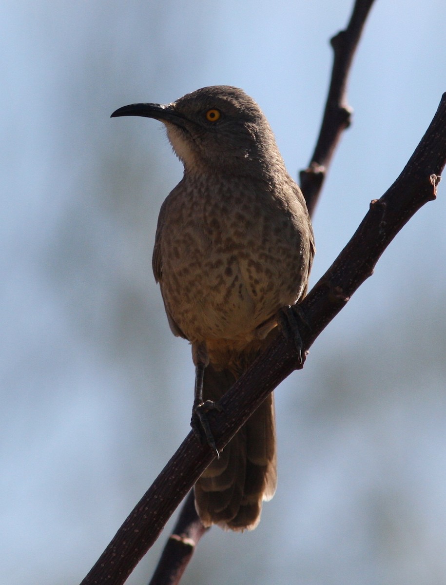 Curve-billed Thrasher (palmeri Group) - David Vander Pluym