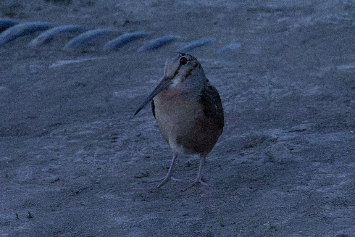 American Woodcock - ML615937122