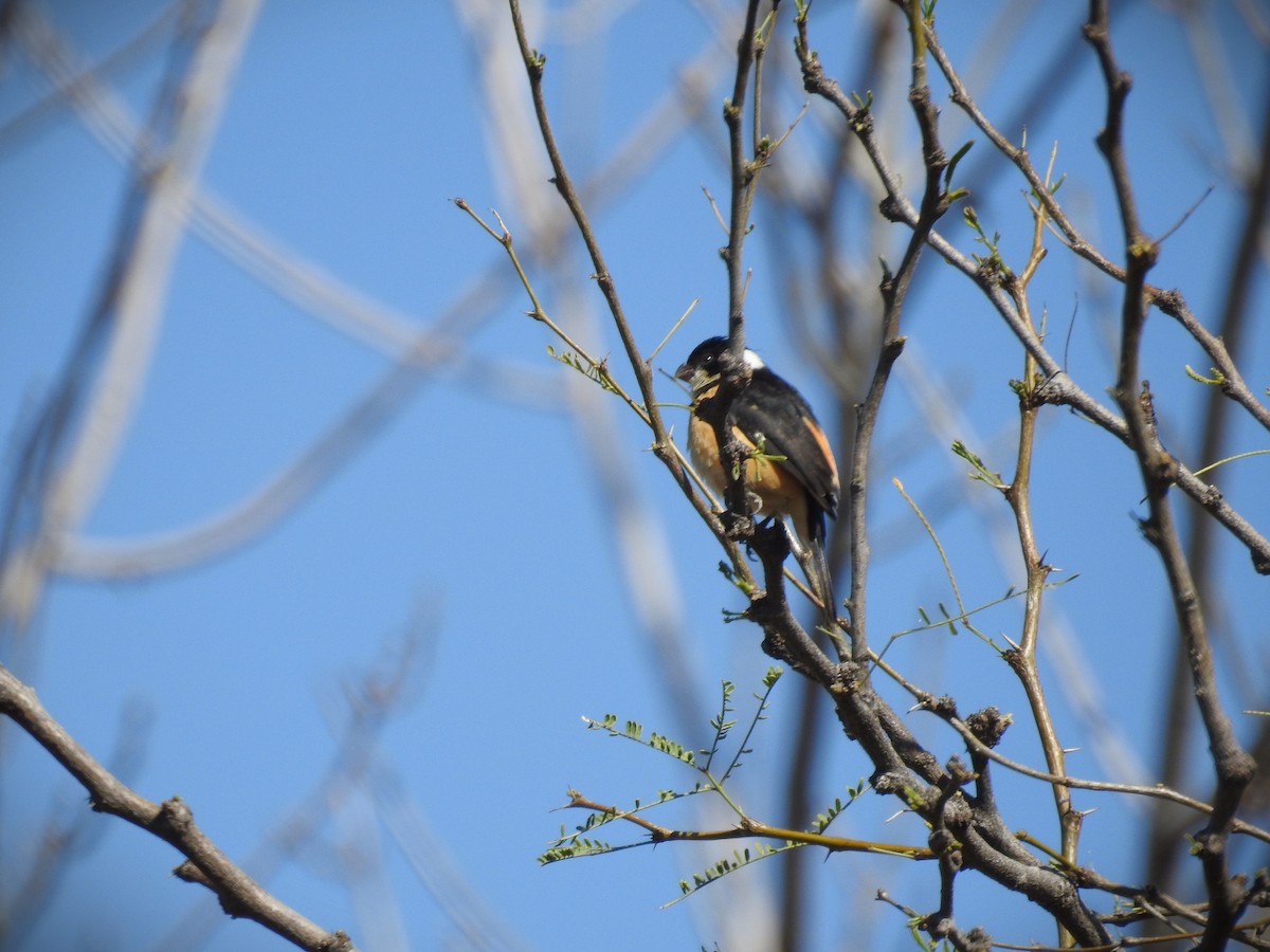 Cinnamon-rumped Seedeater - ML615937132