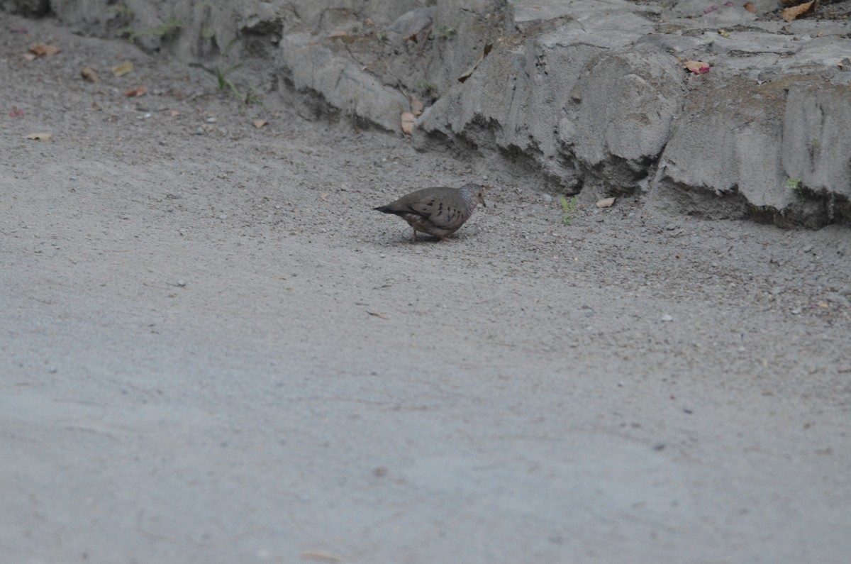 Common Ground Dove - ML615937135