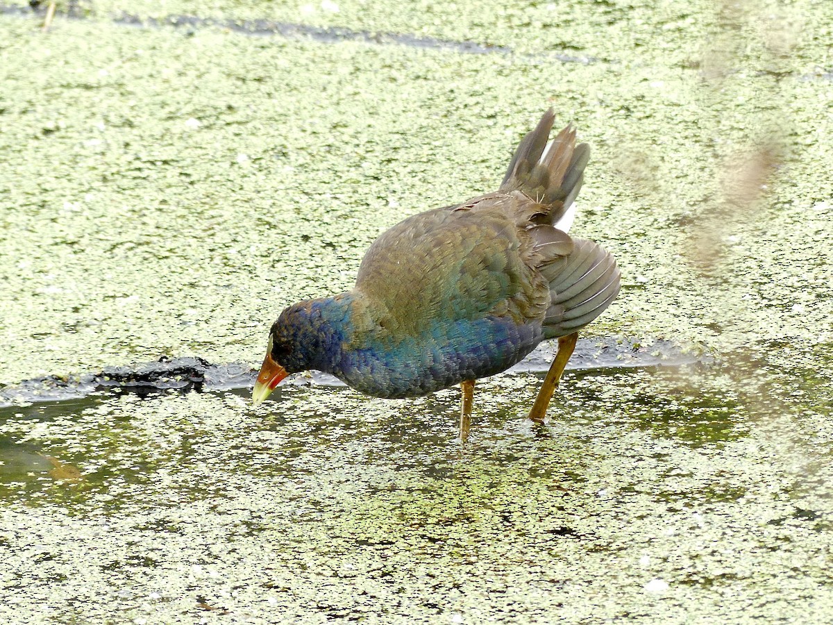 Purple Gallinule - Charles  Crawford