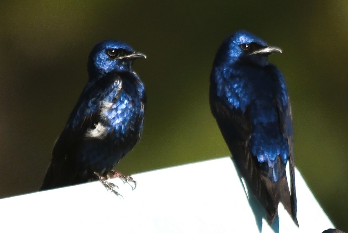 Purple Martin - Marc Bachman