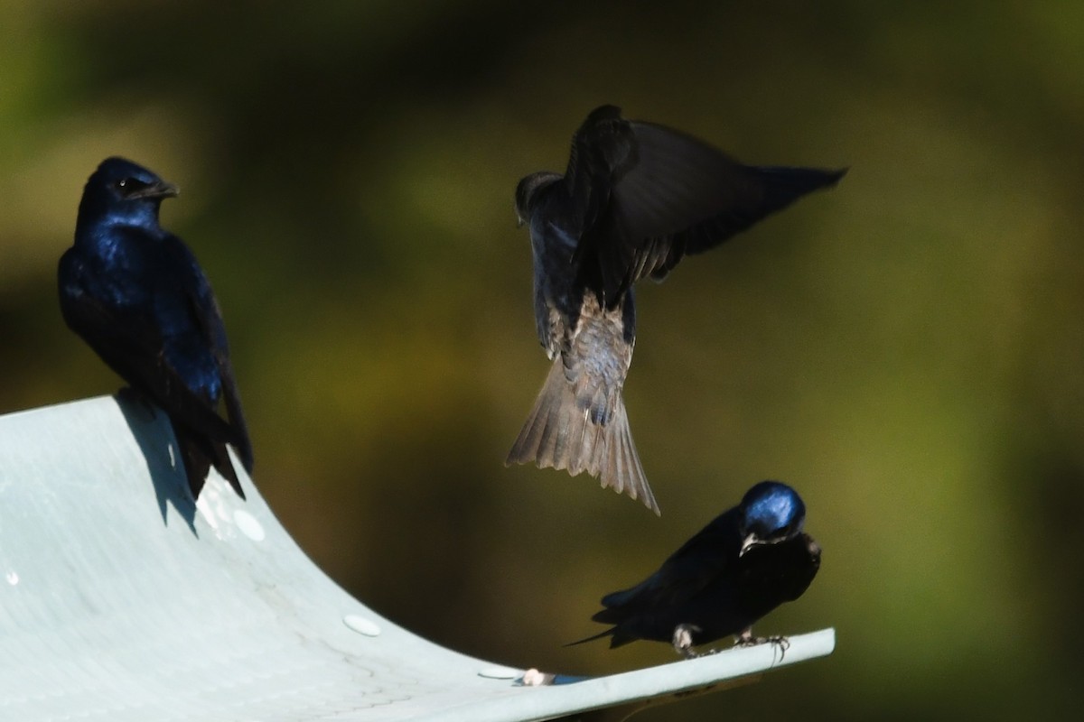 Purple Martin - ML615937148