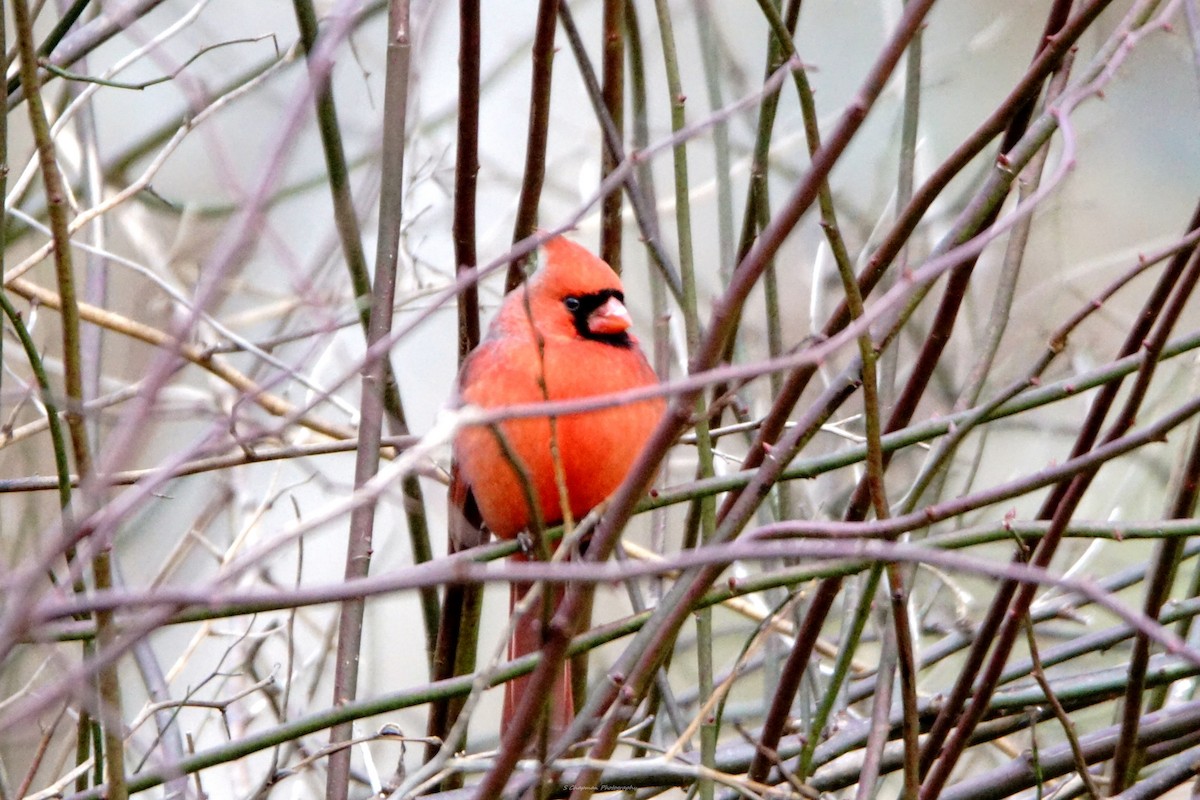 Northern Cardinal - shawn chapman