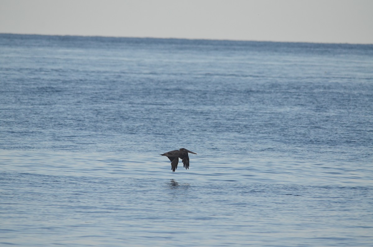 Brown Pelican - ML615937179