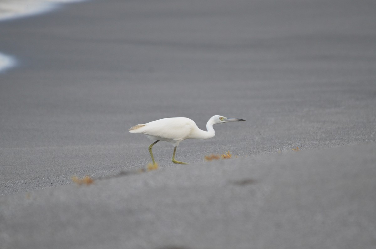 Little Blue Heron - ML615937190