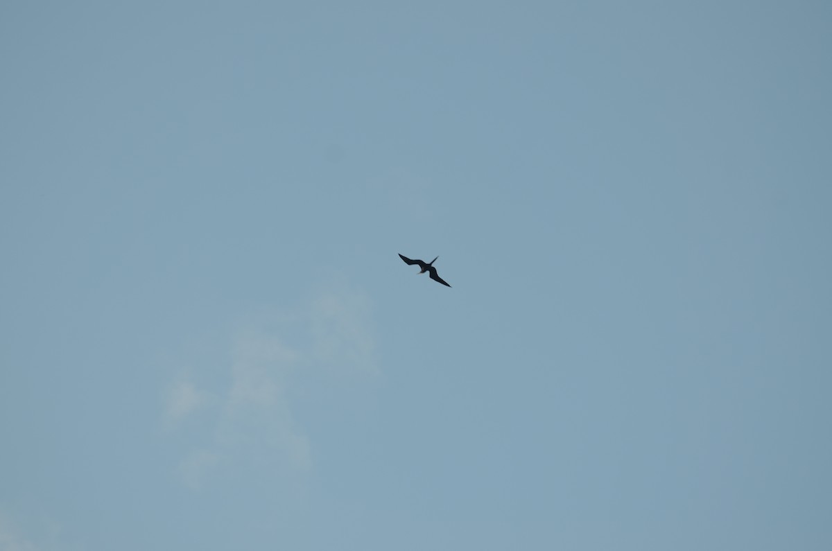 Magnificent Frigatebird - ML615937199