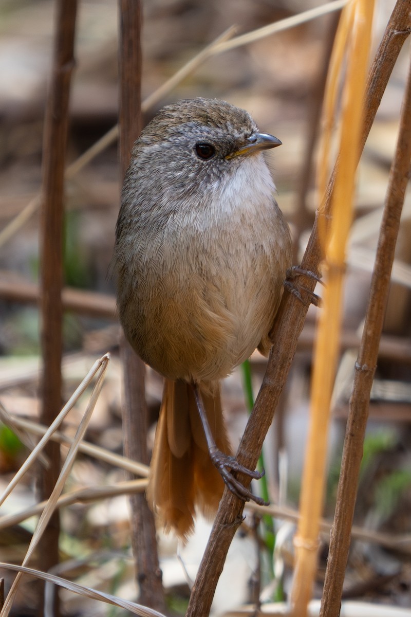 Rufous-tailed Babbler - ML615937201