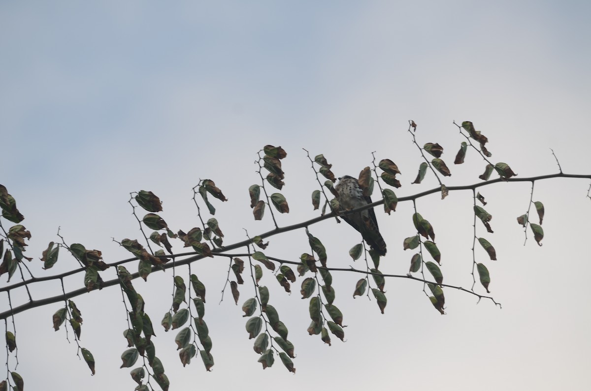 American Kestrel - ML615937211