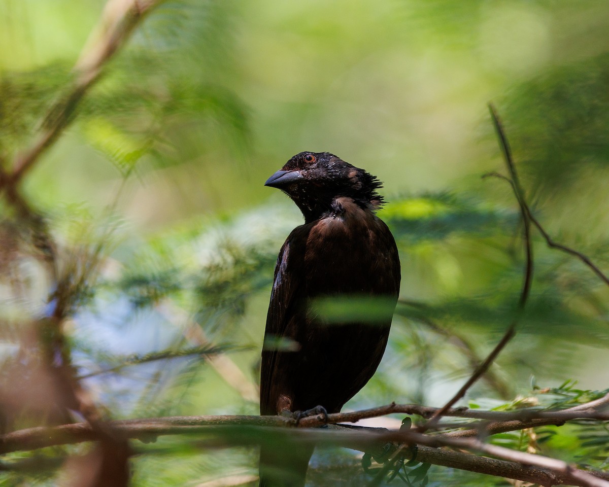 Bronzed Cowbird - Nancy Whittle