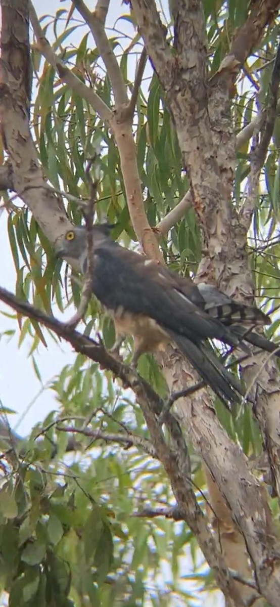 Pacific Baza - ML615937239