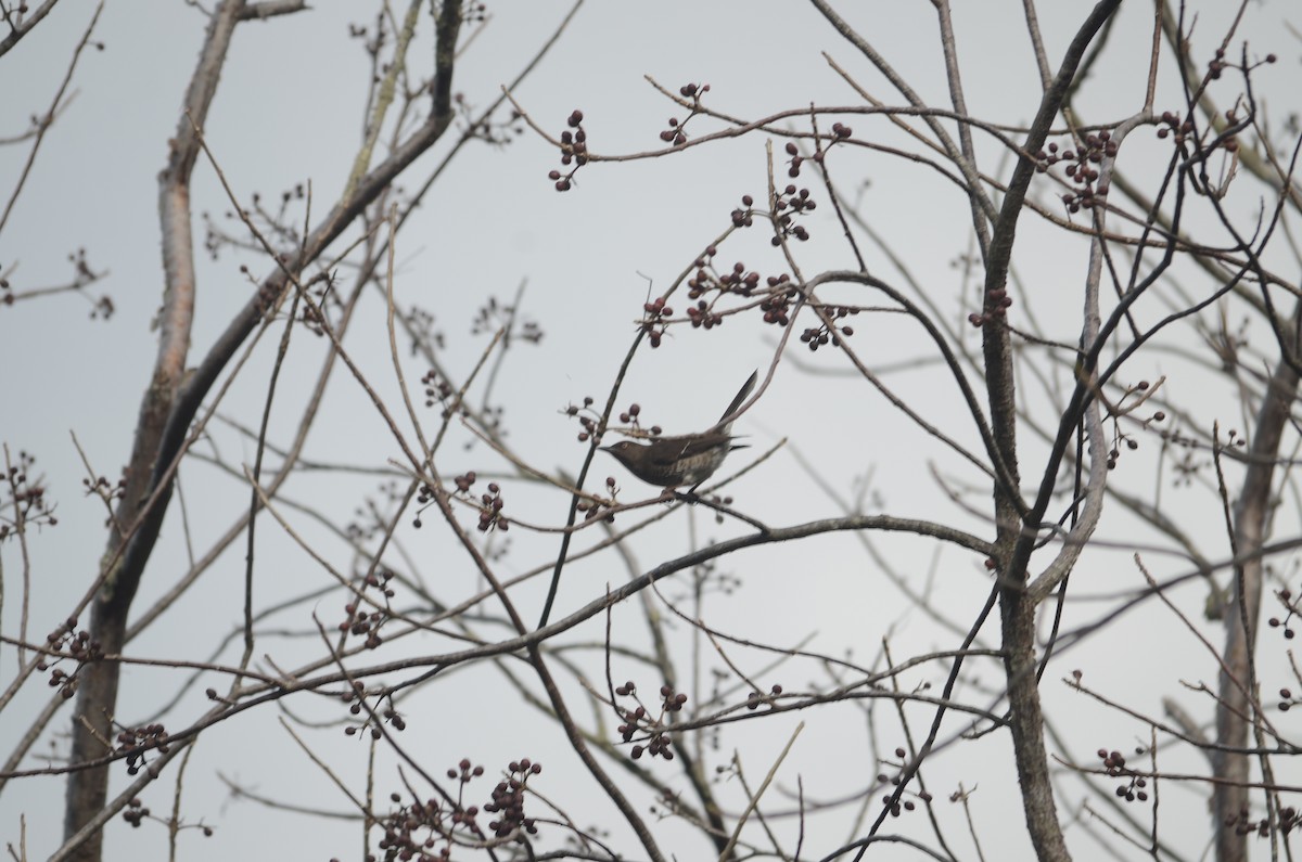 Scaly-breasted Thrasher - ML615937265