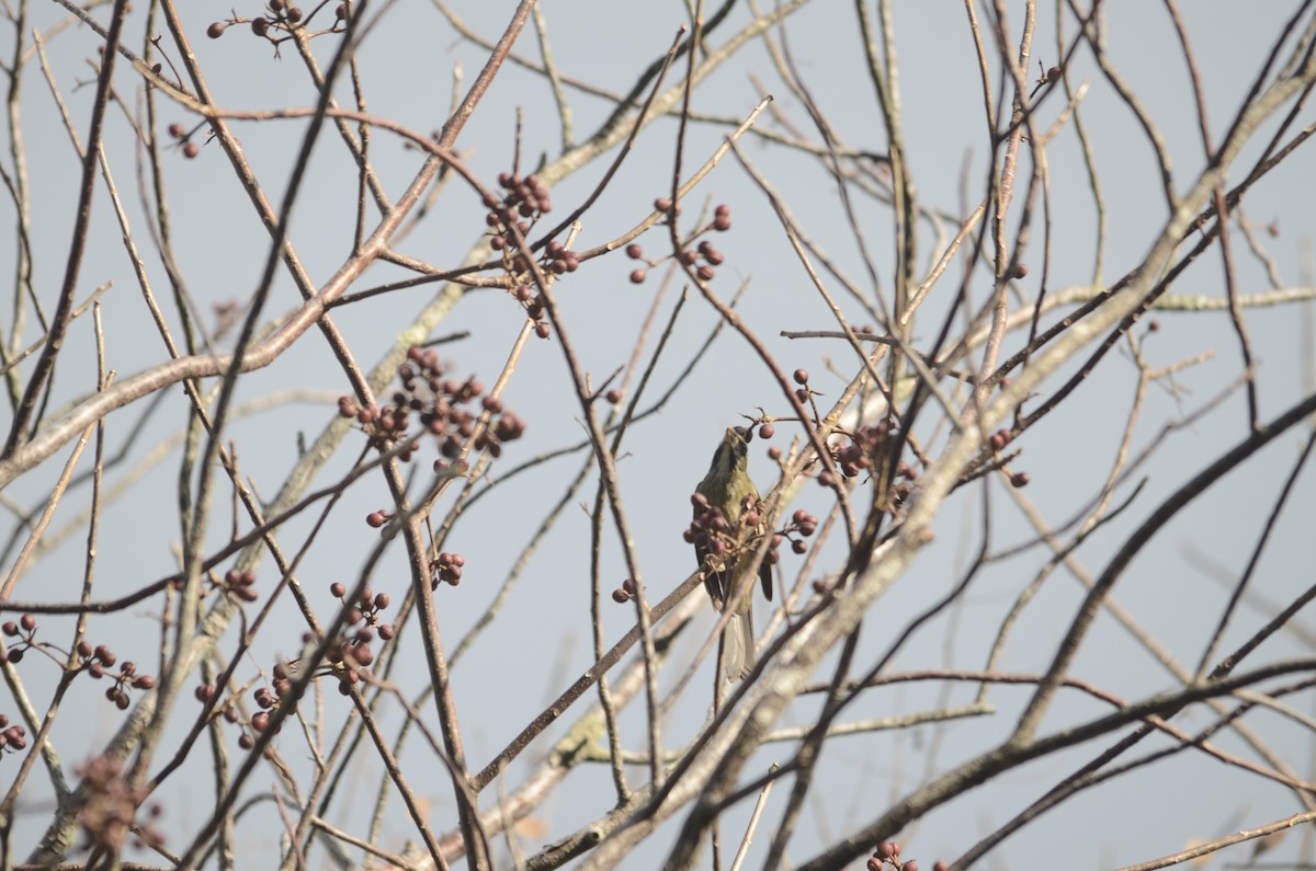 Lesser Antillean Saltator - ML615937286