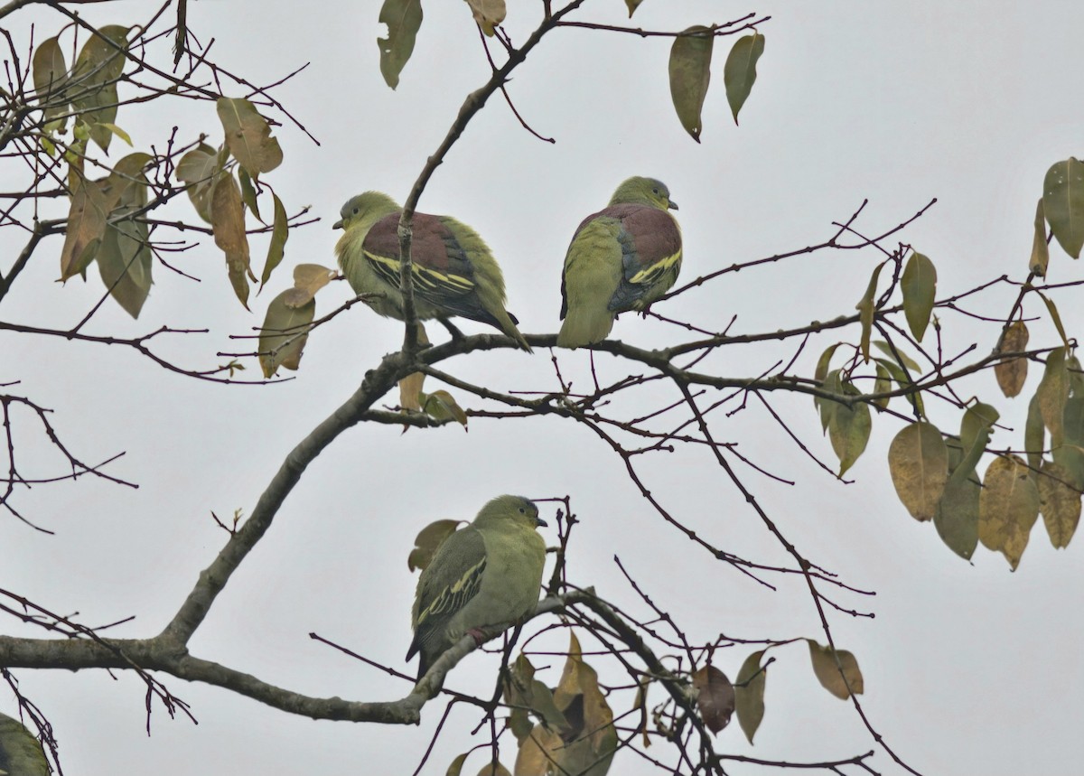 Ashy-headed Green-Pigeon - Yogish Holla