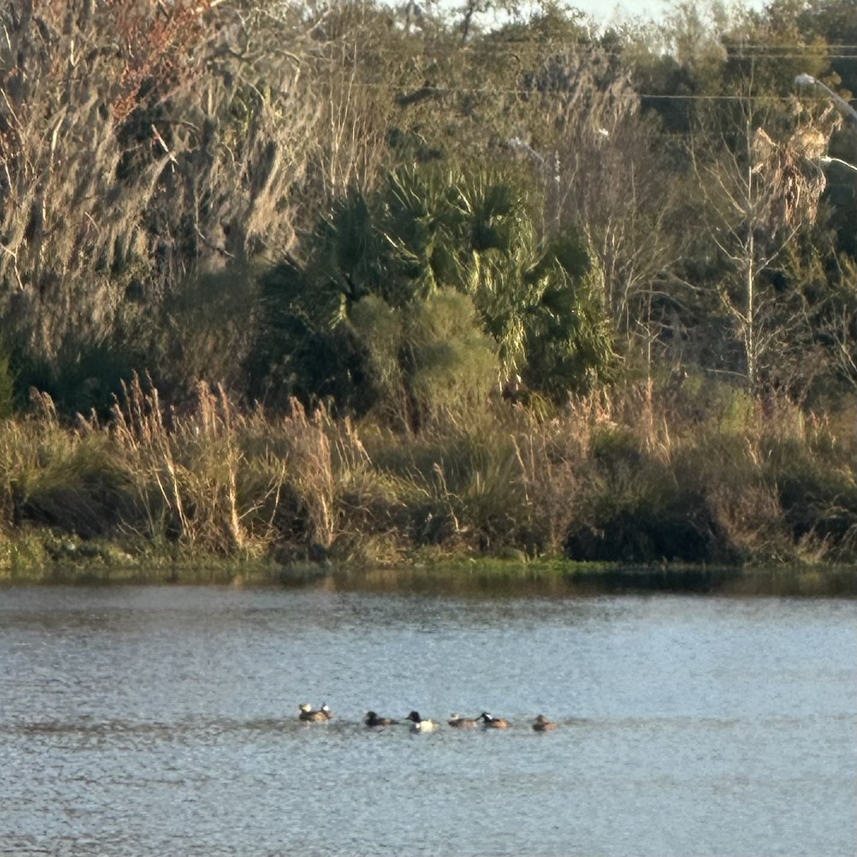 Common Goldeneye - ML615937402