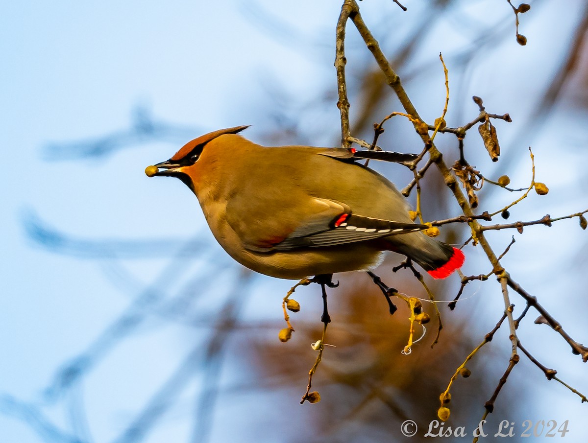 Japanese Waxwing - ML615937414