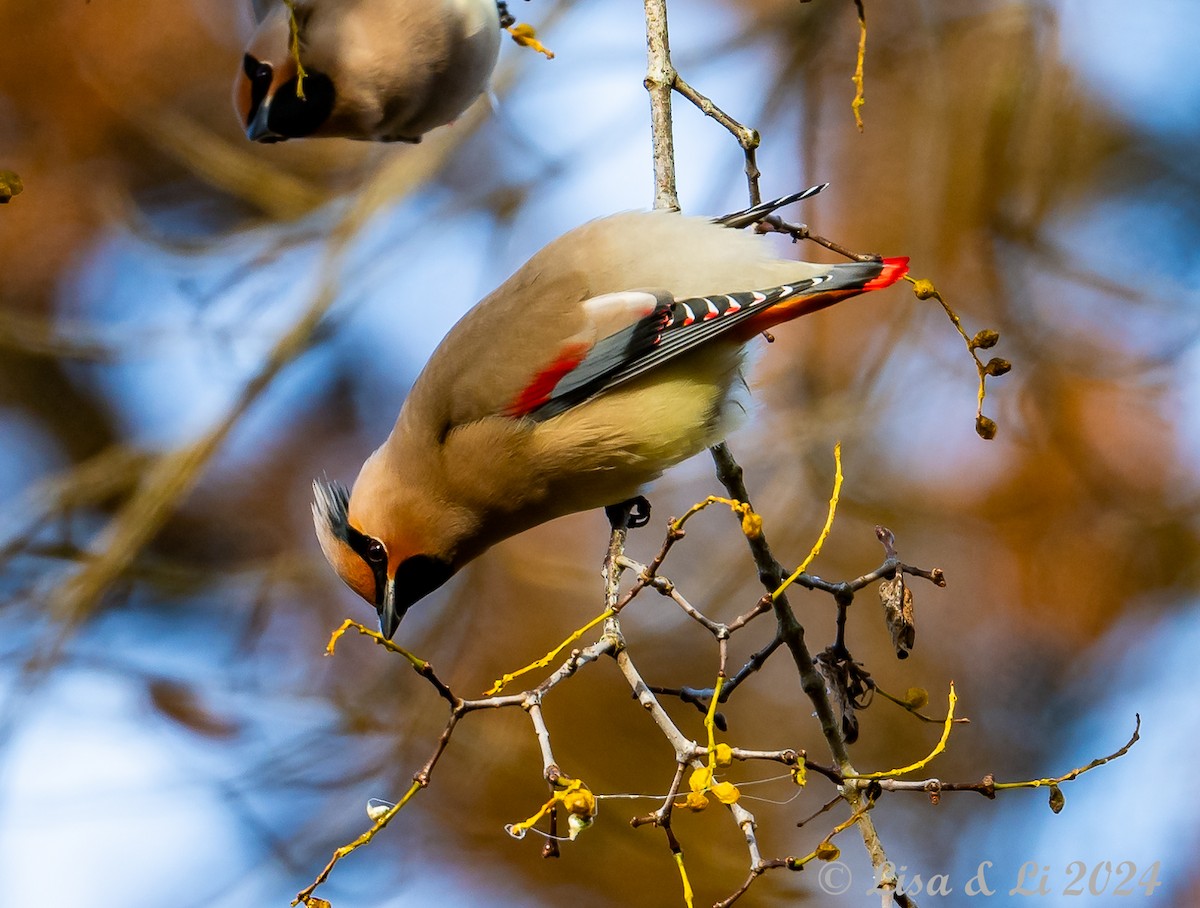 Japanese Waxwing - ML615937419