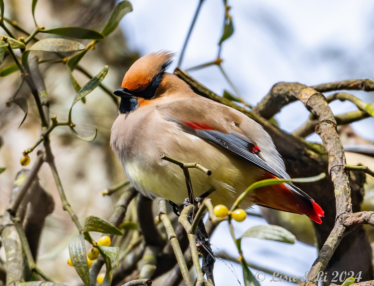 Japanese Waxwing - ML615937422