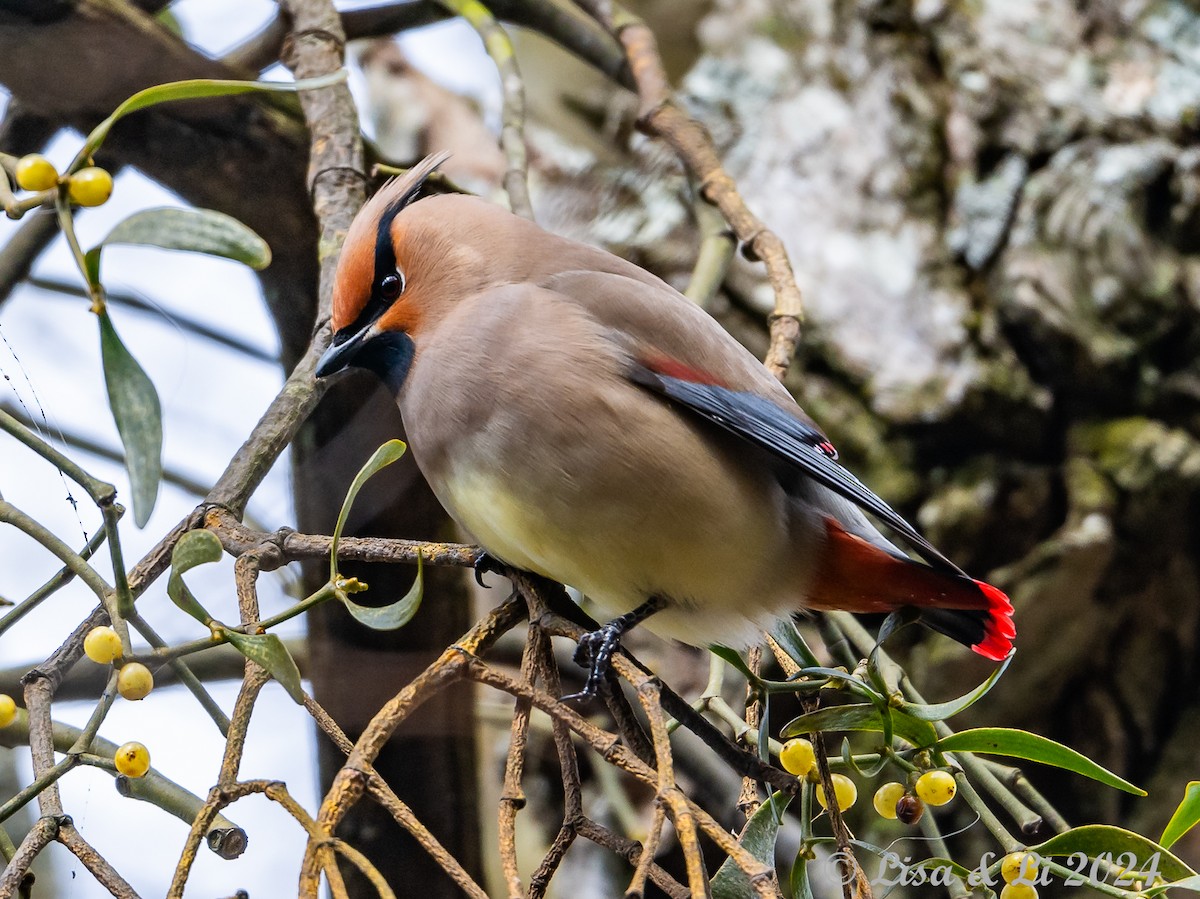Japanese Waxwing - ML615937427