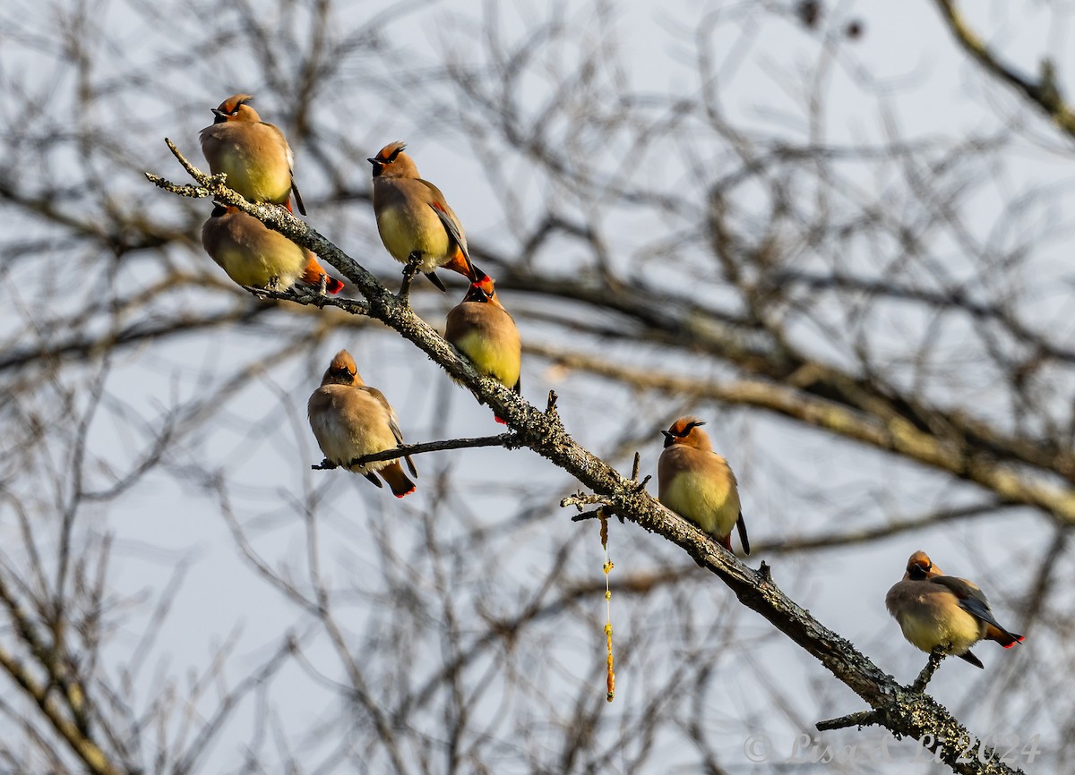 Japanese Waxwing - ML615937436