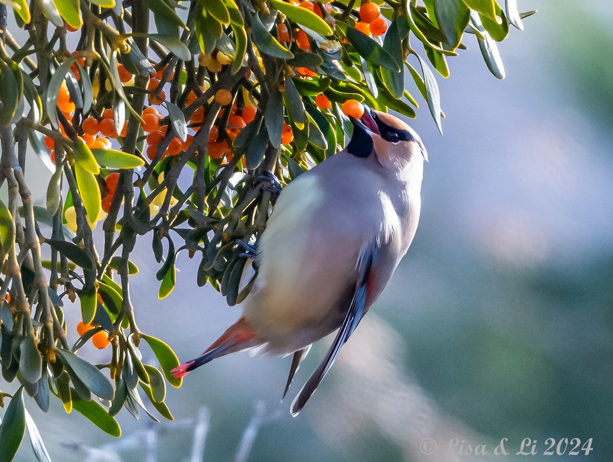 Japanese Waxwing - ML615937449